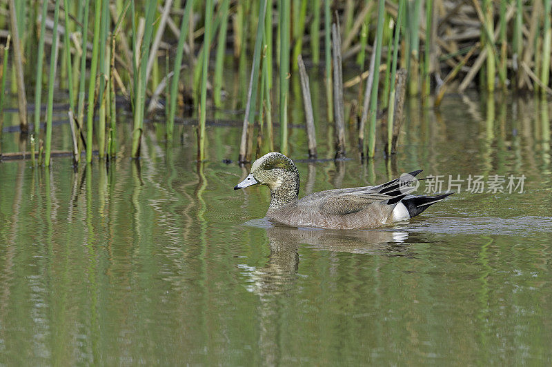 美国野鸭(American wigeon, Anas americana)，也称美国widgeon或baldate，是一种涉水鸭，发现于加利福尼亚州伍德布里奇生态保护区;加州中央谷;Cosumnes河保护